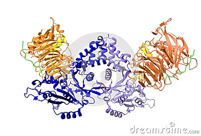 Crystal structure of histone acetyltransferase complex Stock Photo