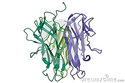 Crystal structure of the human CD40 ligand homotrimer, 3D cartoon model, white background Stock Photo