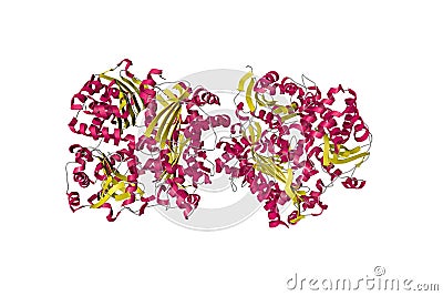 Crystal structure of human insulin-degrading enzyme in complex with insulin. Ribbons diagram. 3d illustration Cartoon Illustration