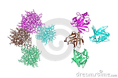 Crystal structure and molecular model of fibroblast growth factor 18 (FGF18). Rendering with differently colored Cartoon Illustration