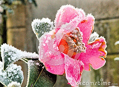 Crystalline Camellia Sasanqua On A Frosty Spring Morning Stock Photo