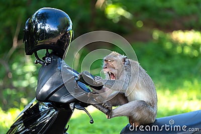 Crzay funny monkey Stock Photo