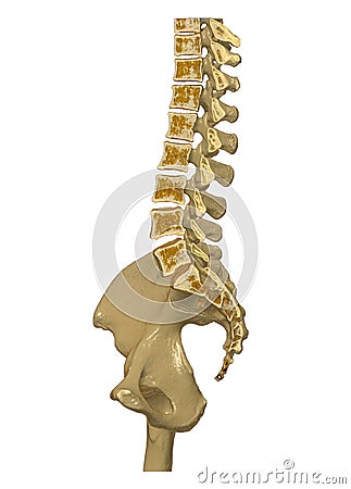CT Lumbar spine or L-S spine 3D rendering image sagittal view 3D rendering . Clipping path Stock Photo