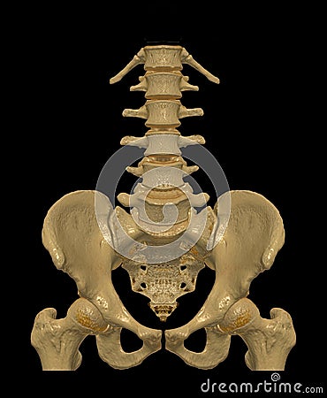 CT Lumbar spine or L-S spine 3D rendering image Front view . 3D illustration Cartoon Illustration