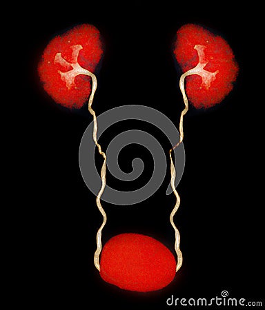 CTA Renal artery 3D rendering image showing both kidney, Ureter and bladder Stock Photo