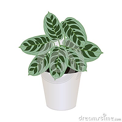 Ctenanthe burle-marxii in pot isolated on the white background, vector Vector Illustration