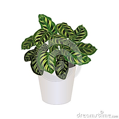 Ctenanthe burle-marxii in pot isolated on the white background, vector Vector Illustration