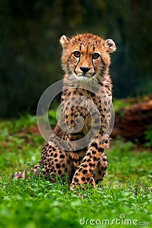 Cub of Cheetah. Cheetah, Acinonyx jubatus, detail portrait of wild cat, Fastest mammal on land, in grass, Namibia, Africa. Cute yo Stock Photo