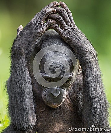 Cub of chimpanzee Bonobo. Green natural background. Close up portrait. The Bonobo ( Pan paniscus) Stock Photo