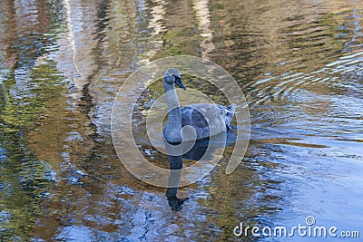 Cub Cygnus olor - Swan Stock Photo