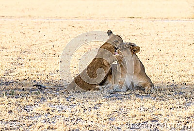 Cub and lioness love Stock Photo