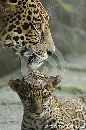 Cub and mother Stock Photo