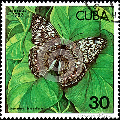 CUBA - CIRCA 1982: Postage stamp printed by Cuba shows butterfly Hamadryas ferox diasia Editorial Stock Photo