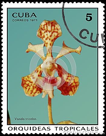 CUBA - CIRCA 1971: Postage stamp printed in Cuba shows orchid Vanda tricolor, series orchids Editorial Stock Photo