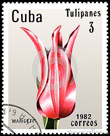 CUBA - CIRCA 1982: postage stamp printed in Cuba shows a pink tulip Mariette Editorial Stock Photo