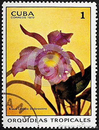 CUBA - CIRCA 1972: A stamp printed in Cuba shows Brassocattleya Sindorossiana orchid, Tropical Orchids serie. Editorial Stock Photo