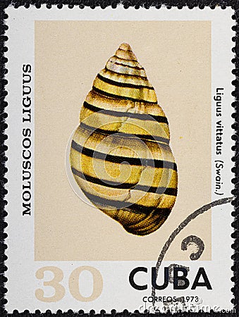 CUBA - CIRCA 1973: A stamp printed in Cuba shows Liguus vittatus, series Clams Liguus . Editorial Stock Photo