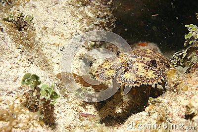 Cuba coral life underwater Stock Photo