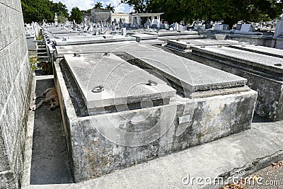 Cuba, Dogs in the shade of graves in the cemetery in the Christopher in Havana Editorial Stock Photo