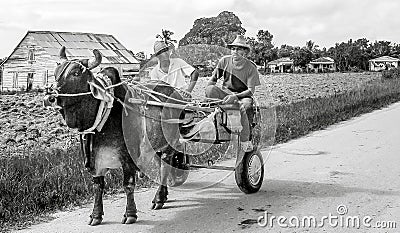 Cuba, Pinar del Rio area, tobacco farmers, ox cart, with two farmers Editorial Stock Photo