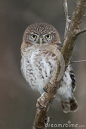 Cubaanse Dwerguil, Cuban Pygmy-Owl, Glaucidium siju Stock Photo