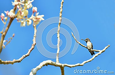 Cuban Bee Hummingbird (Mellisuga helenae) Stock Photo