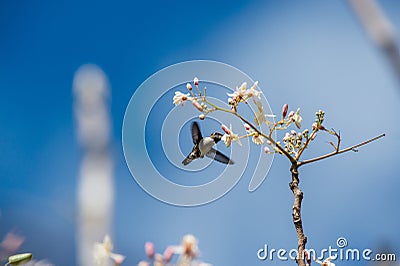 Cuban Bee Hummingbird (Mellisuga helenae) single adult male Stock Photo