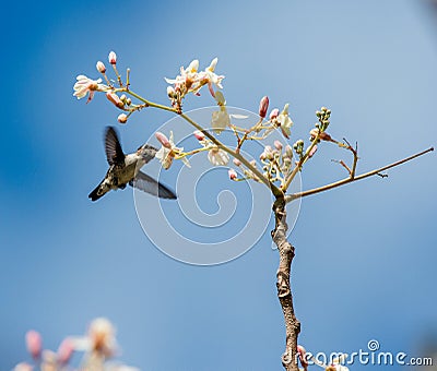 Cuban Bee Hummingbird (Mellisuga helenae) single adult male Stock Photo