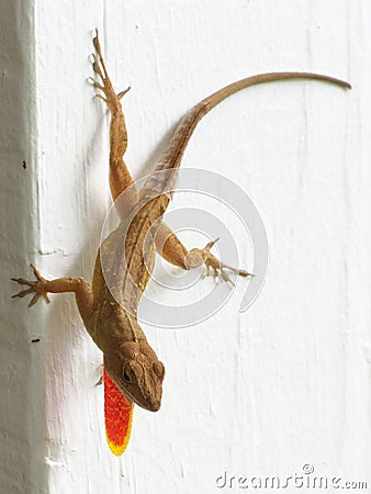 Cuban brown anole lizard puffing dewlap Stock Photo