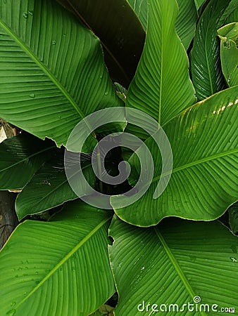 Cuban cigar or Calathea Lutea plant Stock Photo