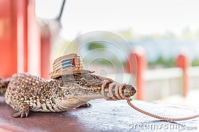 Cuban Crocodile - Zapata Swamp Stock Photo