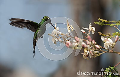 The Cuban Emerald (Chlorostilbon ricordii) Stock Photo