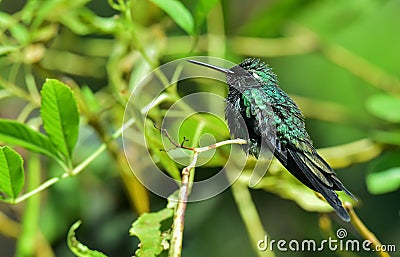 Cuban Emerald Hummingbird (Chlorostilbon ricordii) Stock Photo