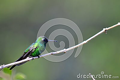 Cuban Emerald Hummingbird (Chlorostilbon ricordii) Stock Photo