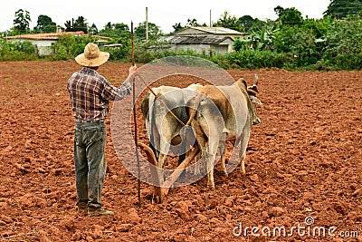 Cuba, Farmer in Valley de Vinales Editorial Stock Photo