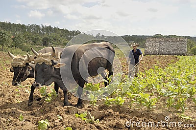 Cuban farmer ploughing field with traditional plough pulled by oxen Editorial Stock Photo