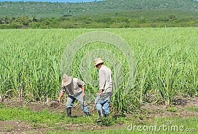 Cuban field farmer on the sugarcane field during the harvest in Santa Clara Cuba - Serie Cuba Reportage Editorial Stock Photo