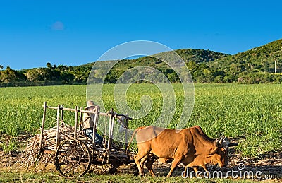 Cuban field farmer on the sugarcane field on his ox wagon in Cienfuegos Cuba - Serie Cuba Report Editorial Stock Photo