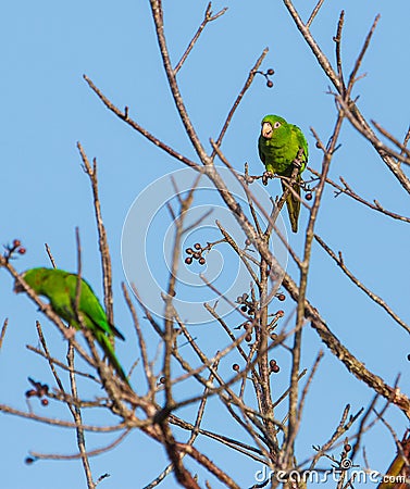 Cuban Parakeet feeding on wild fruits Stock Photo