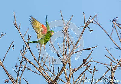 Cuban Parakeet in flight Stock Photo