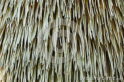 Cuban petticoat palm tree leaves Stock Photo