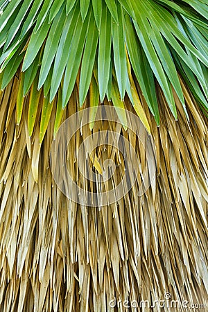 Cuban petticoat palm tree leaves Stock Photo