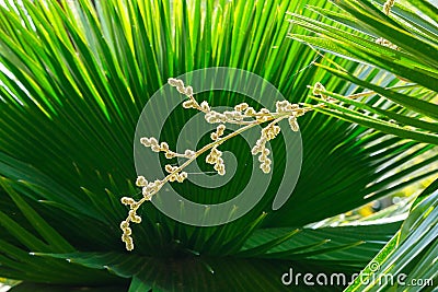 Cuban petticoat palm tree leaves and flower Stock Photo