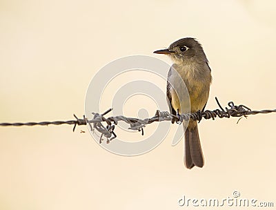 Cuban Pewee on a wire Stock Photo