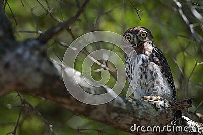 Cuban Pygmy-owl. Glaucidium siju Stock Photo