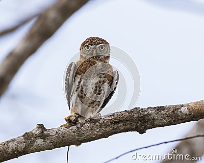 Cuban pygmy owl Glaucidium siju Stock Photo