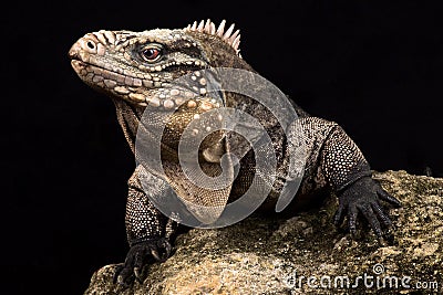 Cuban rock iguana Cyclura nubila nubila Stock Photo