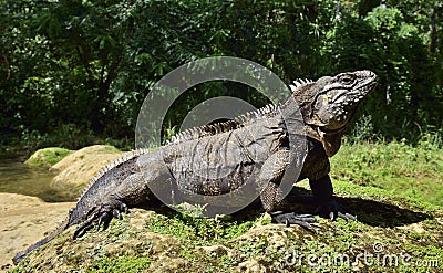 Cuban rock iguana (Cyclura nubila) Stock Photo