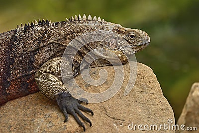 Cuban rock iguana, Cyclura nubila, lizard on the stone in the nature habitat. Reptile on the rock, Cuba, Cetral America. Wildlife Stock Photo