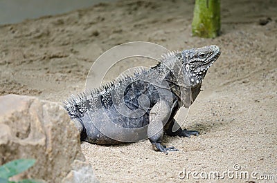 Cuban rock iguana (Cyclura nubila) Stock Photo